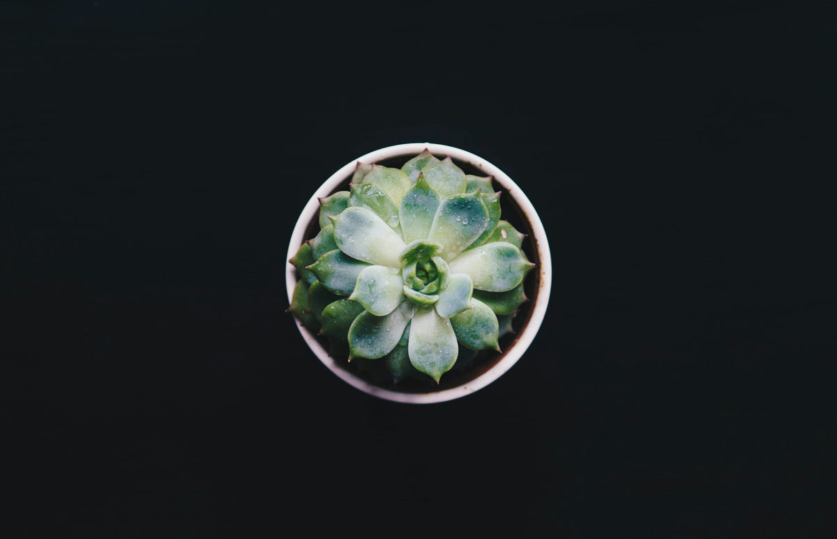 collection-banner-image